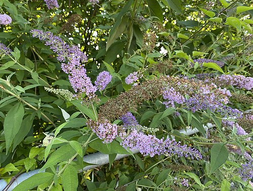 Invasiver Neophyt Sommerflieder (Buddleja davidii)