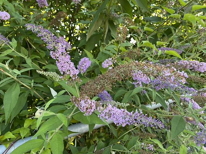 Invasiver Neophyt Sommerflieder (Buddleja davidii)